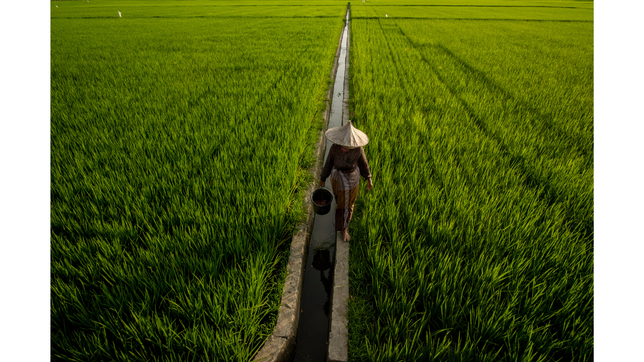 Riza Azhari Rice Field Irrigation Aceh Indonesia Aceh