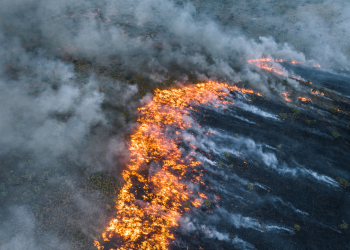 Heatwaves are becoming more pronounced – with deadly consequences