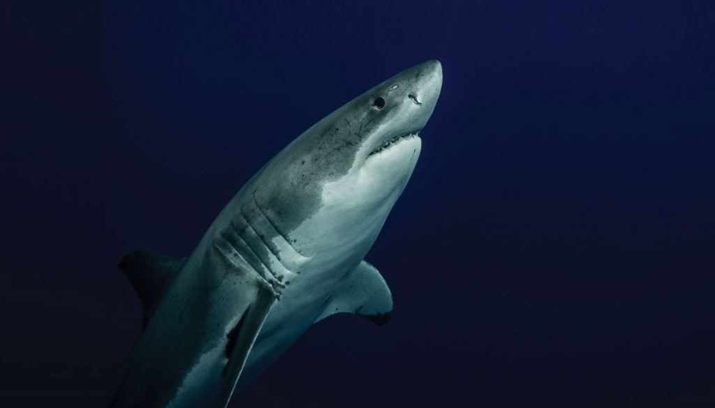 Sonar technology the latest method to deter shark attacks