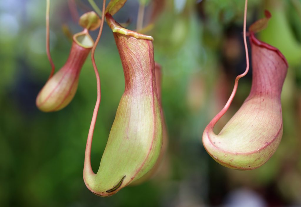 Environmentally friendly antifouling coating inspired by carnivorous plant