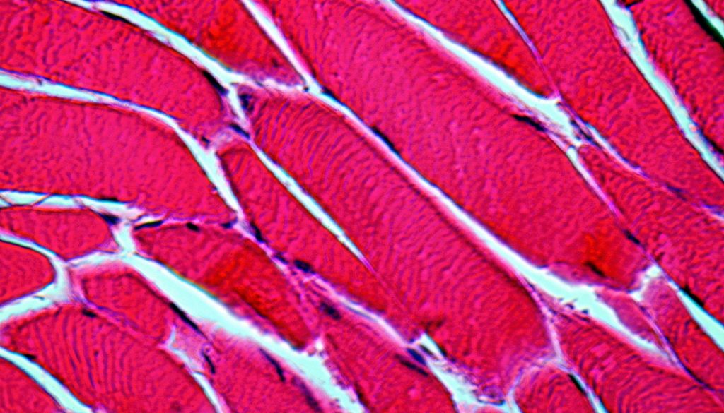 Healing muscle tissue gets help from a new 3D cell scaffold