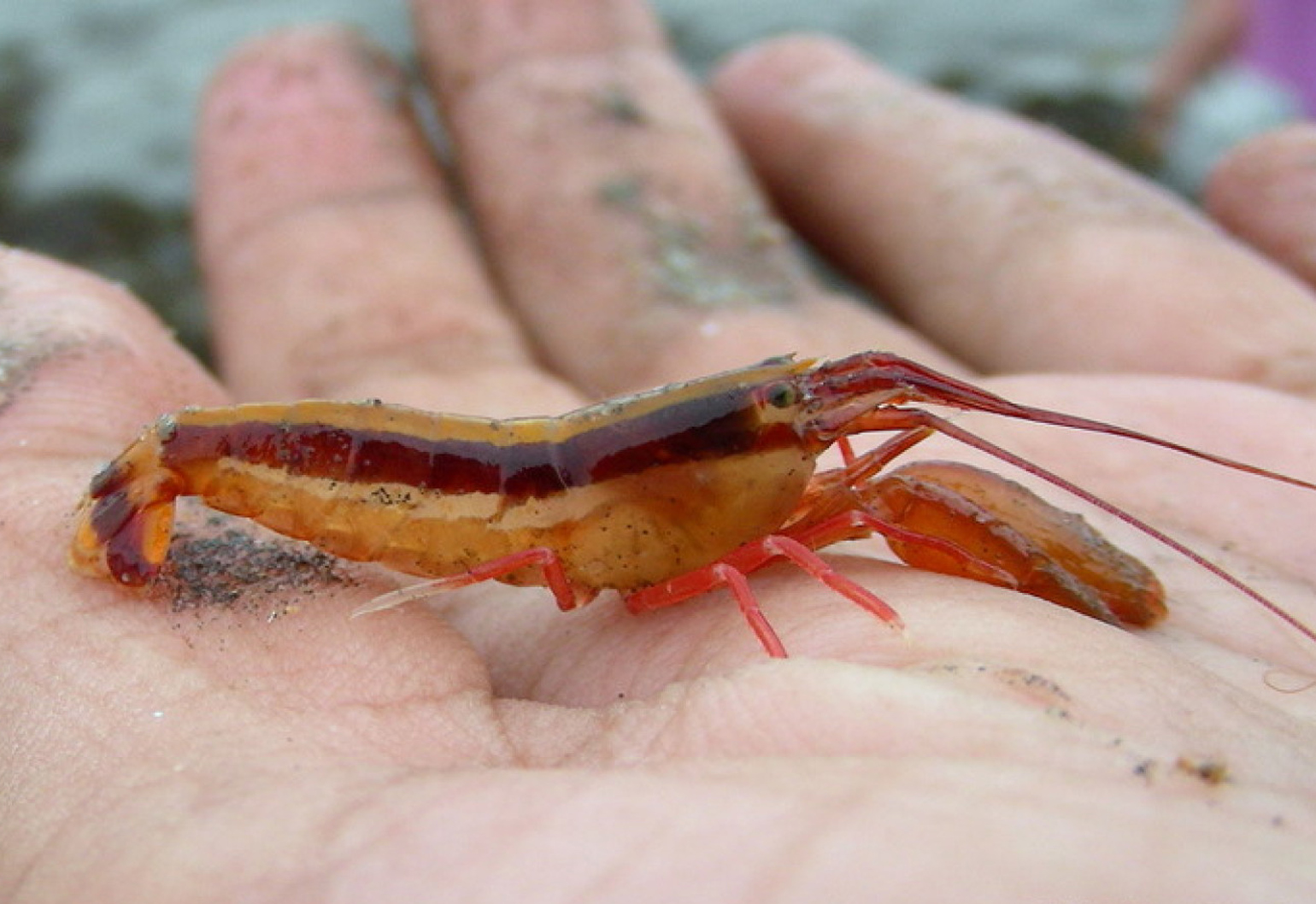 One fusion startup hopes the pistol shrimp can unlock energy's 'holy grail'  - Create