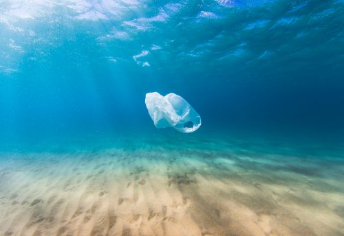 Cleaner clothes lead to more microplastics in the food chain, research ...