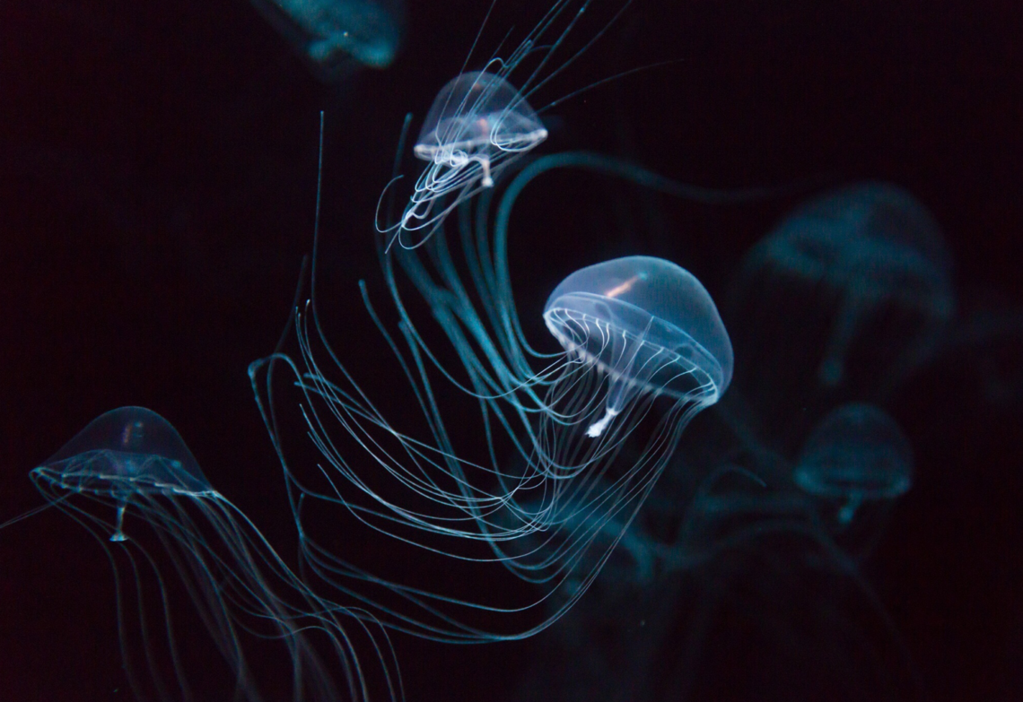jellyfish-inspired self-healing electronic skin