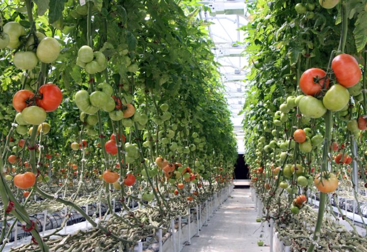 Vertical Farming, Blockchain And The Circular Economy Are Bringing 