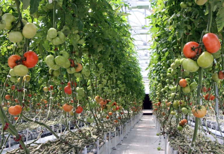 Vertical farming, blockchain and the circular economy are bringing ...