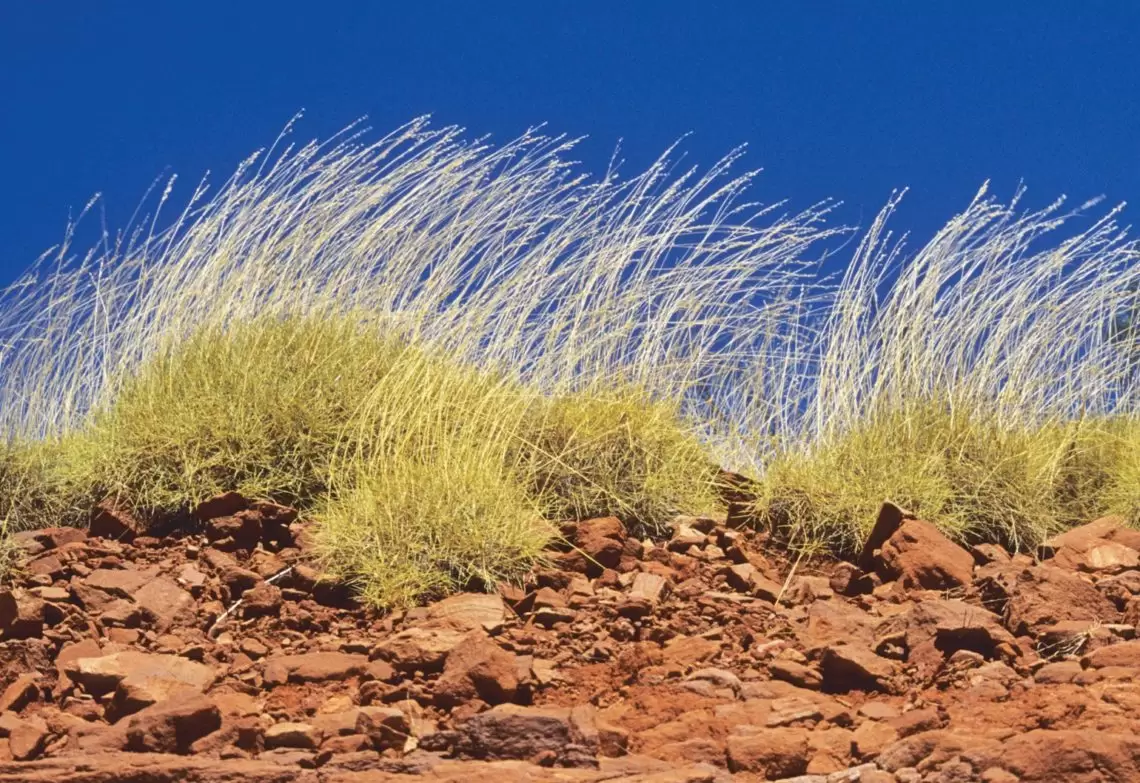Spinifex grass