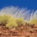 Spinifex grass