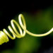 plant-inspired artificial muscles