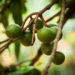 technology to count crop yields