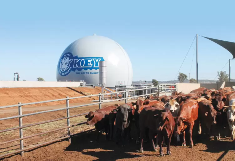 producing biogas