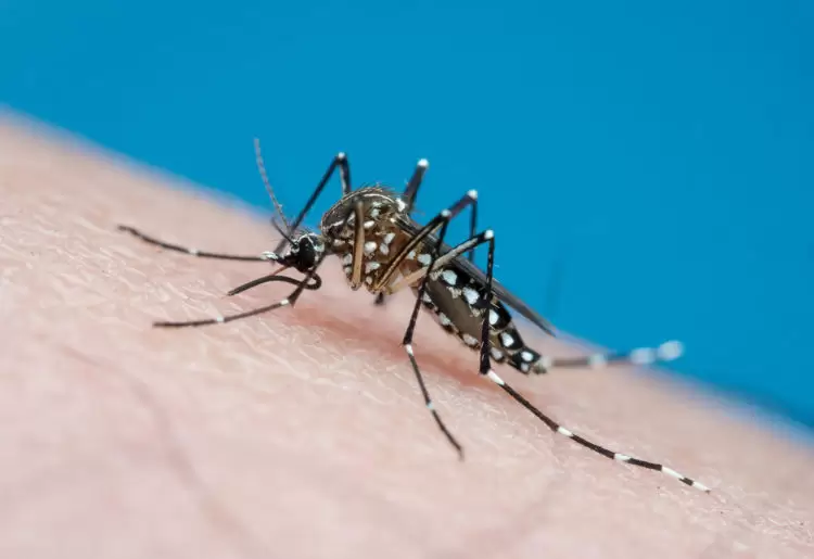 mosquito repelling clothing made from graphene