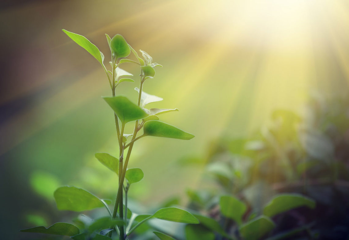 sustainability in engineering