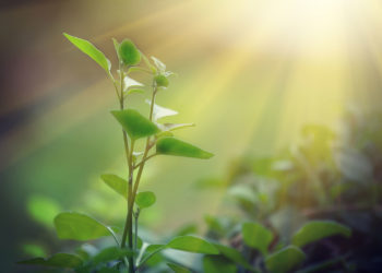 sustainability in engineering