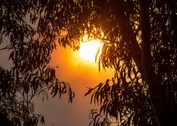 World Engineering Day: Taking action on climate change