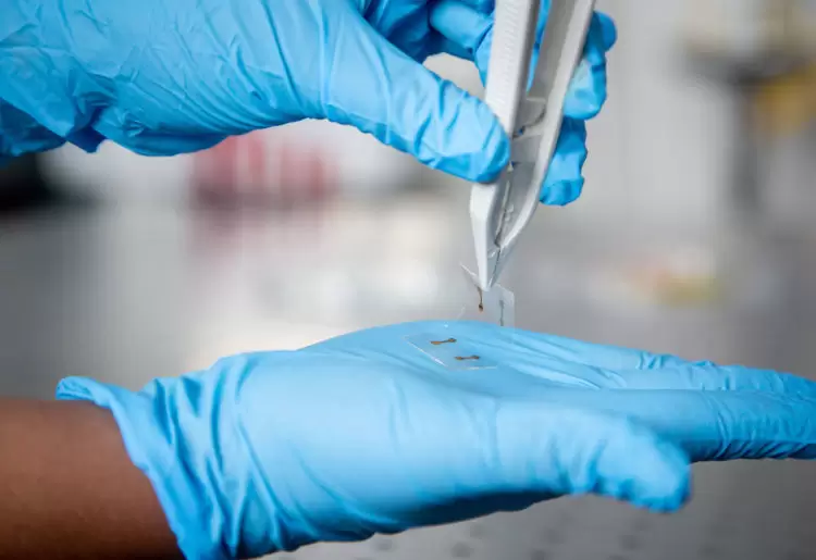 The ultra-thin and ultra-flexible electronic material could be printed and rolled out like newspaper, for the touchscreens of the future. Image: RMIT.