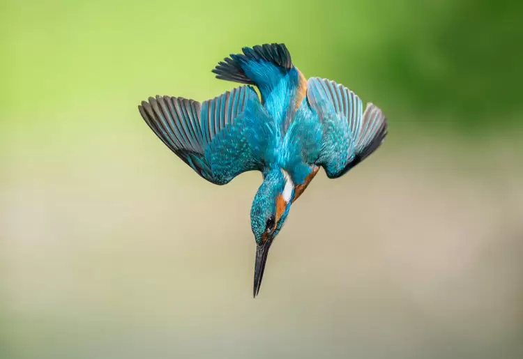 From birds to burrs, here are four examples of biomimicry at work