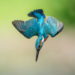 From birds to burrs, here are four examples of biomimicry at work