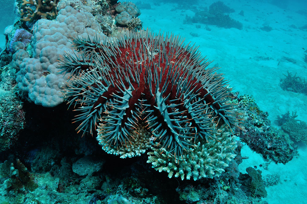 The crown-of-thorns starfish.