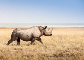 A software solution that reads the footprints of black rhinos like human fingerprints is being deployed in Namibia to help tackle poaching.