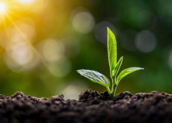 Chemical engineers produce ‘green’ ammonia from air, water and renewable and energy