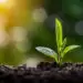 Chemical engineers produce ‘green’ ammonia from air, water and renewable and energy