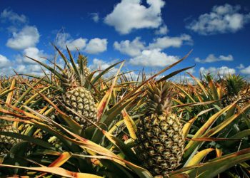 Engineers create drones made of pineapple leaves