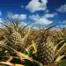 Engineers create drones made of pineapple leaves