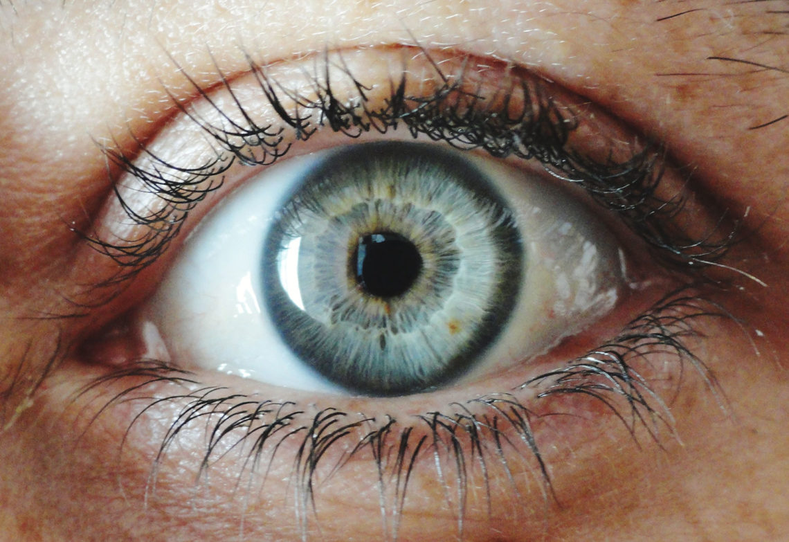Melbourne team moves towards human trials of bionic eye