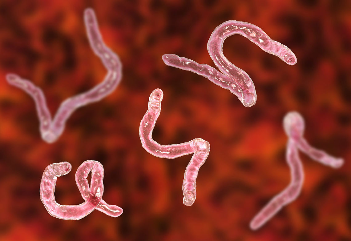 Hookworms, which use their sharp teeth to latch on to a host’s intestines, inspired the Theragripper.