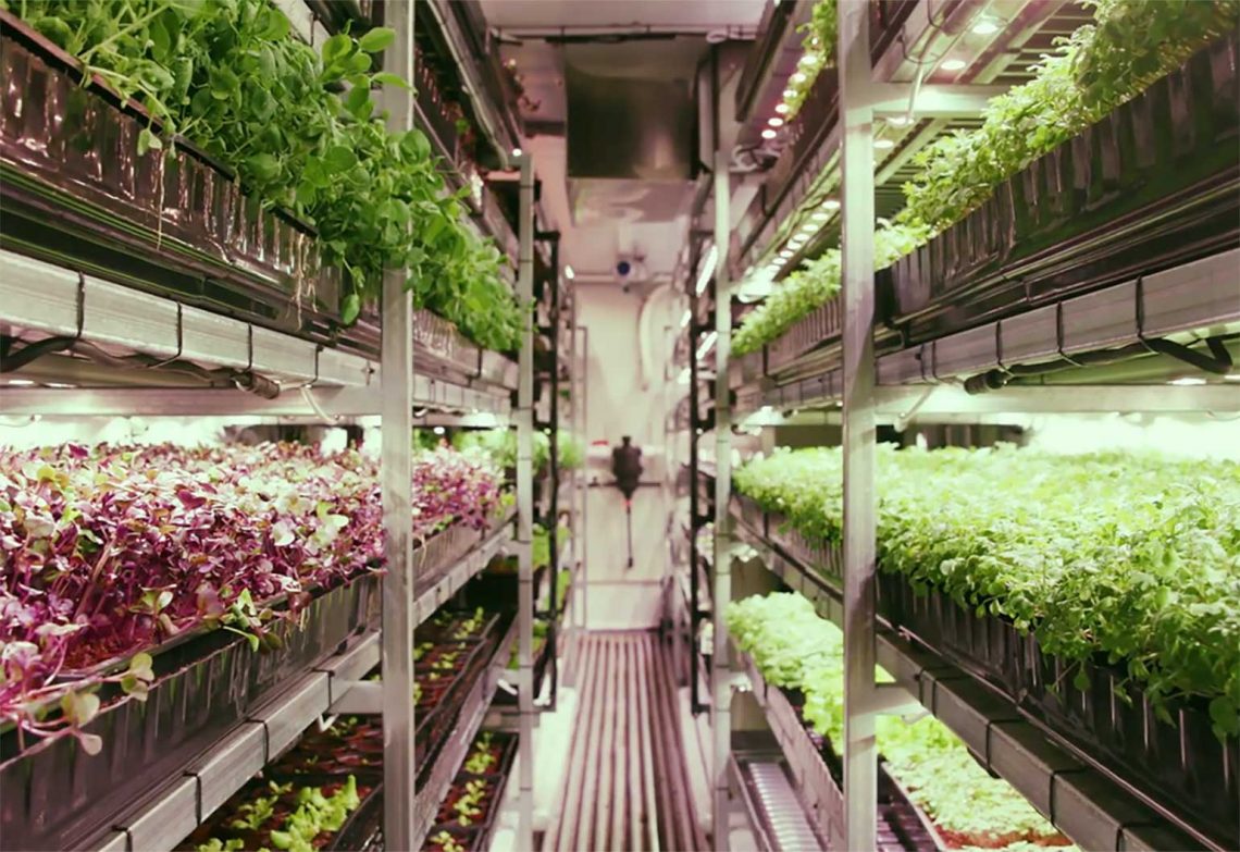 Watch: Inside a shipping container vertical farm