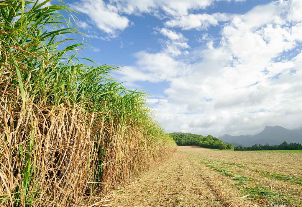 Chemical engineering students from the University of Queensland (UQ) have helped investigate how sugarcane could be used as a clean energy source to create hydrogen.