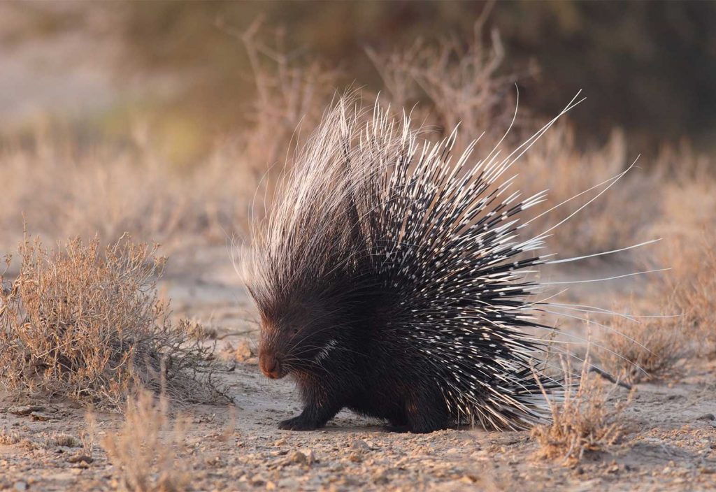 Adult porcupines are equipped with thousands of lightweight quills