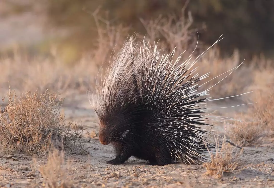 Are porcupine quills like hairs or like feathers?