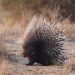 Adult porcupines are equipped with thousands of lightweight quills