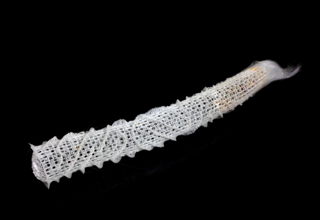 The skeletal structure of deep-sea sponges could shape how we construct buildings and infrastructure, according to new research.