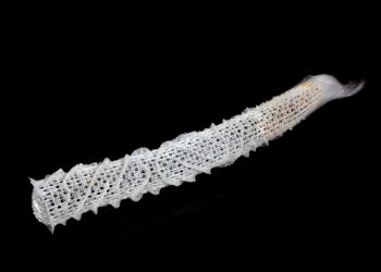 The skeletal structure of deep-sea sponges could shape how we construct buildings and infrastructure, according to new research.