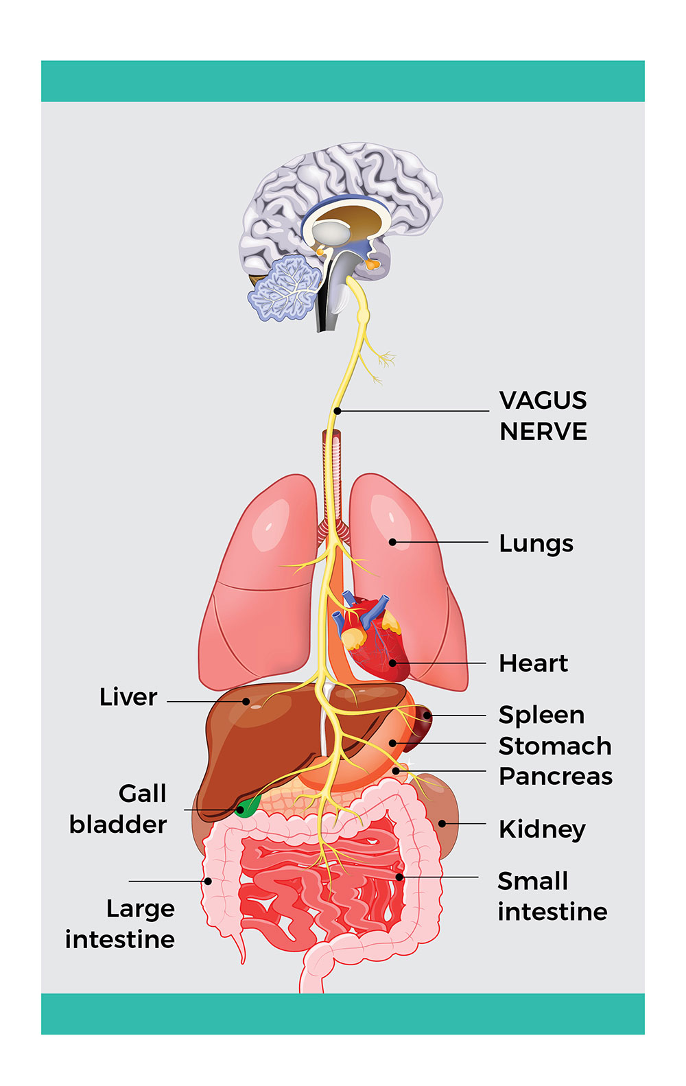 The vagus nerve links the brain to the body’s organs.