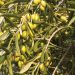 Engineers taste success with olive oil business