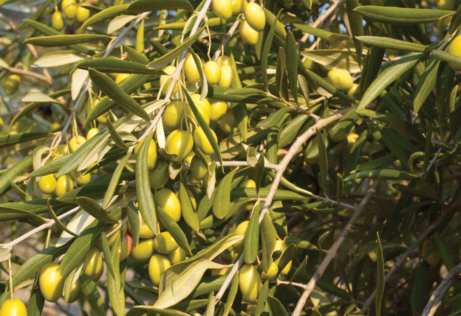 Engineers taste success with olive oil business create digital