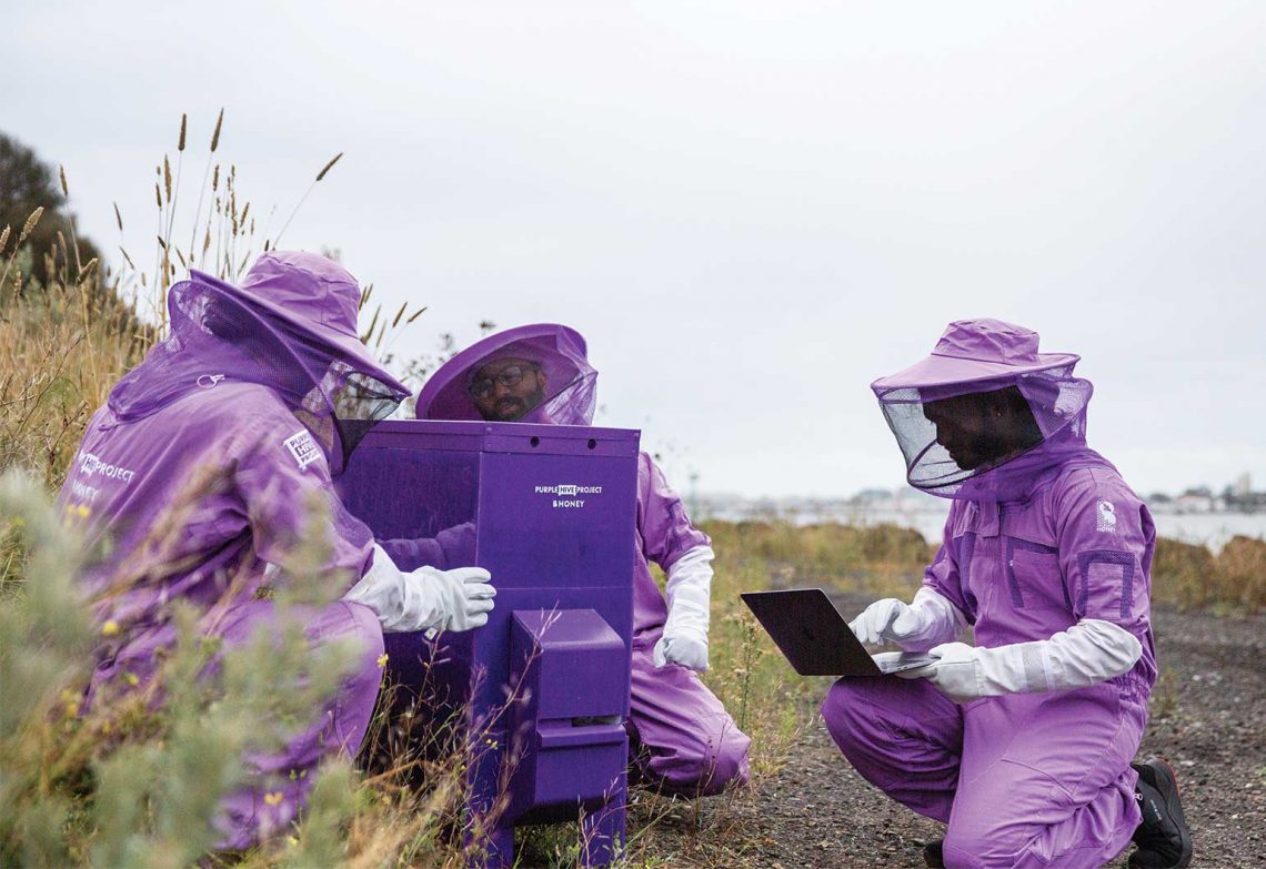 Purple Hive uses artificial intelligence to keep bees parasite-free