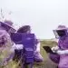Purple Hive uses artificial intelligence to keep bees parasite-free