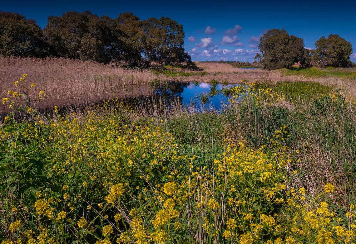 AI is playing a role in preserving the world’s natural habitats