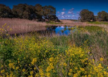 AI is playing a role in preserving the world’s natural habitats