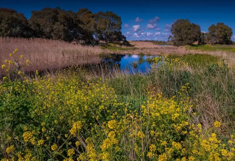 AI is playing a role in preserving the world’s natural habitats