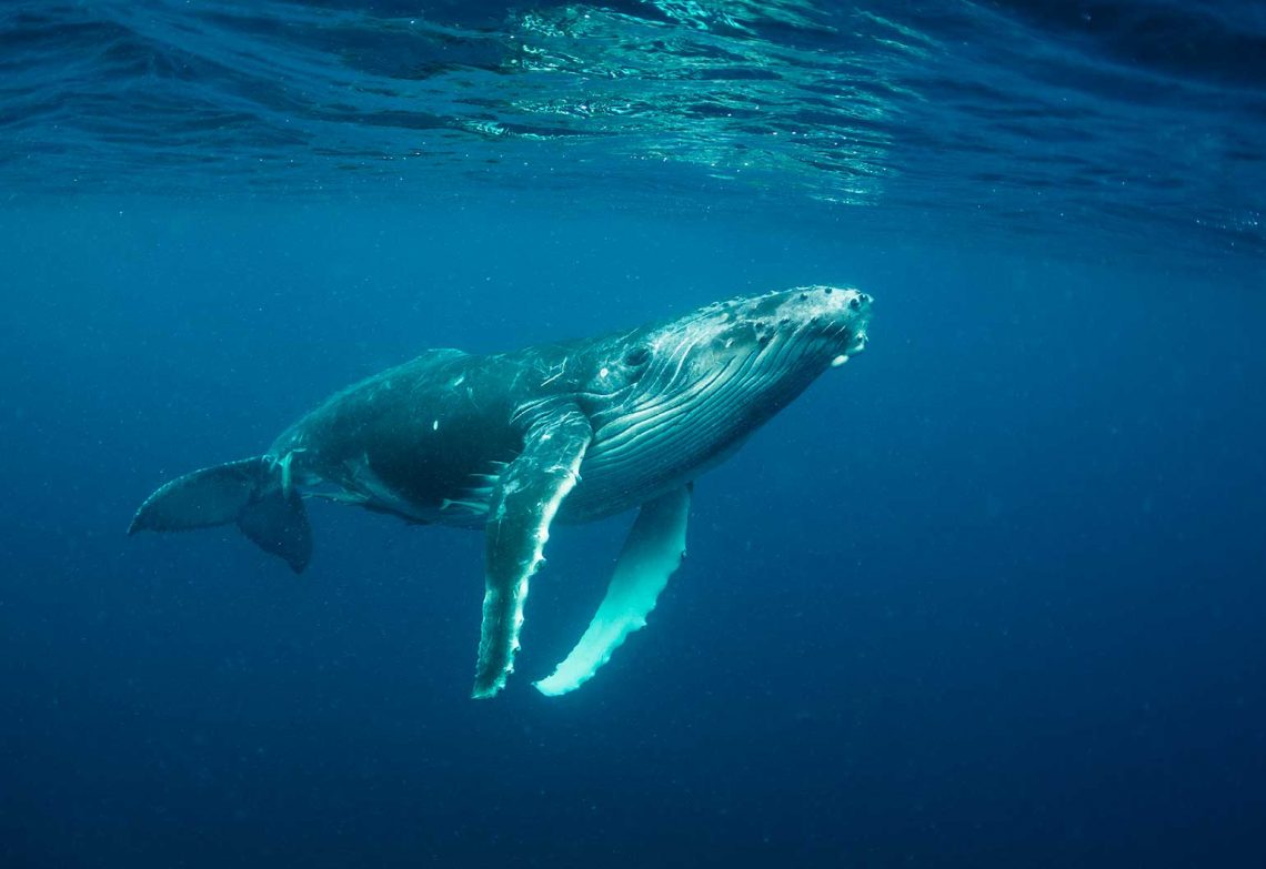 These engineers are using fake whale poo to remove carbon from the ...