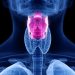 Human larynx, computer illustration.