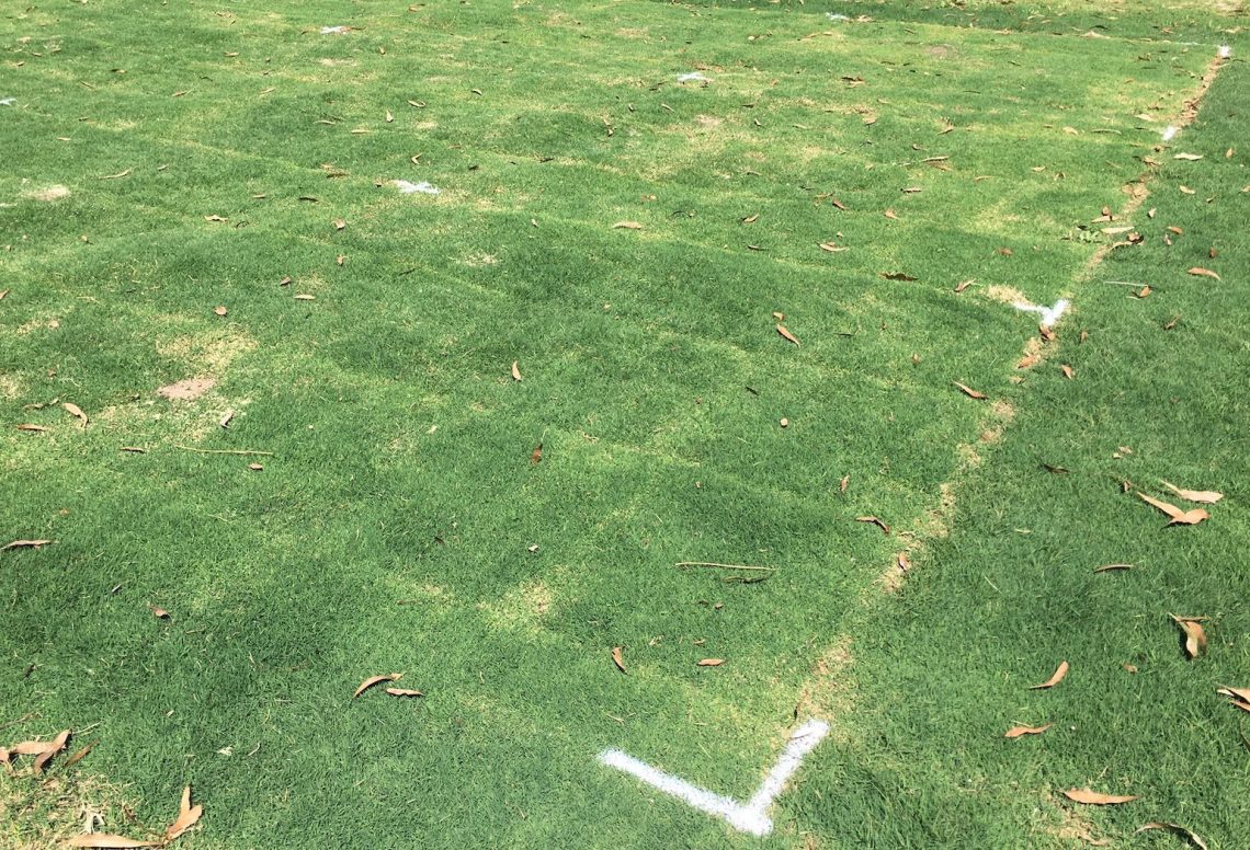 We could soon see natural turf grown on glass
