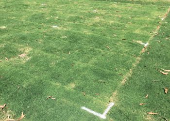We could soon see natural turf grown on glass
