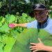 RMIT engineers develop water-repellent bioplastic inspired by the lotus leaf